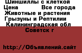 Шиншиллы с клеткой › Цена ­ 8 000 - Все города Животные и растения » Грызуны и Рептилии   . Калининградская обл.,Советск г.